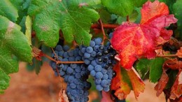 Agricultura destina 19 millones de pesos para asistir a pequeños productores de La Rioja