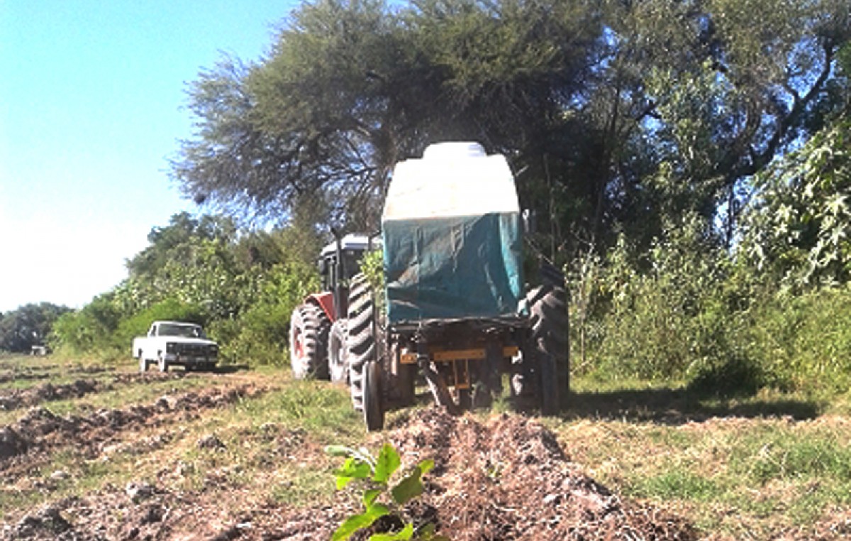 Jujuy: Reactivan el potencial forestal de la Esperanza