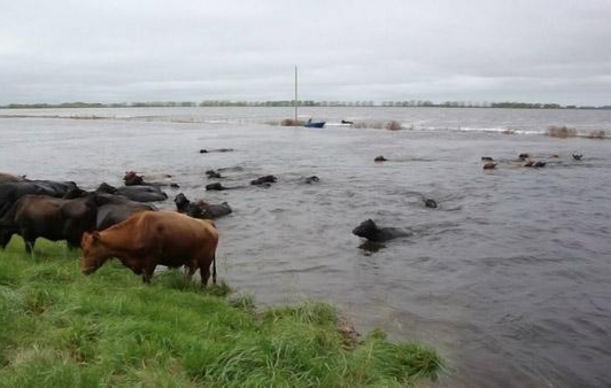 Declaran estado de emergencia agropecuaria en Buenos Aires y Río Negro