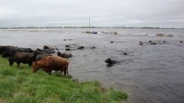 Declaran estado de emergencia agropecuaria en Buenos Aires y Río Negro