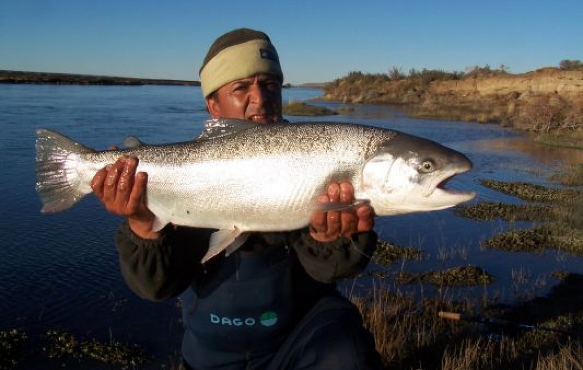 Piedra Buena fue declarada Capital Nacional de la trucha Steelhead
