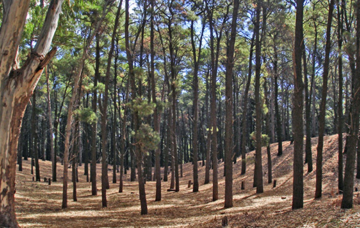 Proponen crear la Reserva Municipal del Bosque Encantado en Pehuen Co