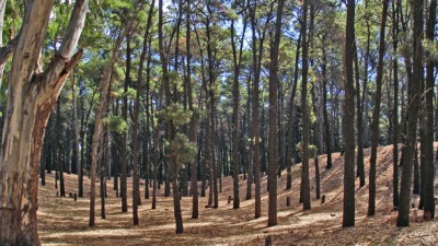 Proponen crear la Reserva Municipal del Bosque Encantado en Pehuen Co