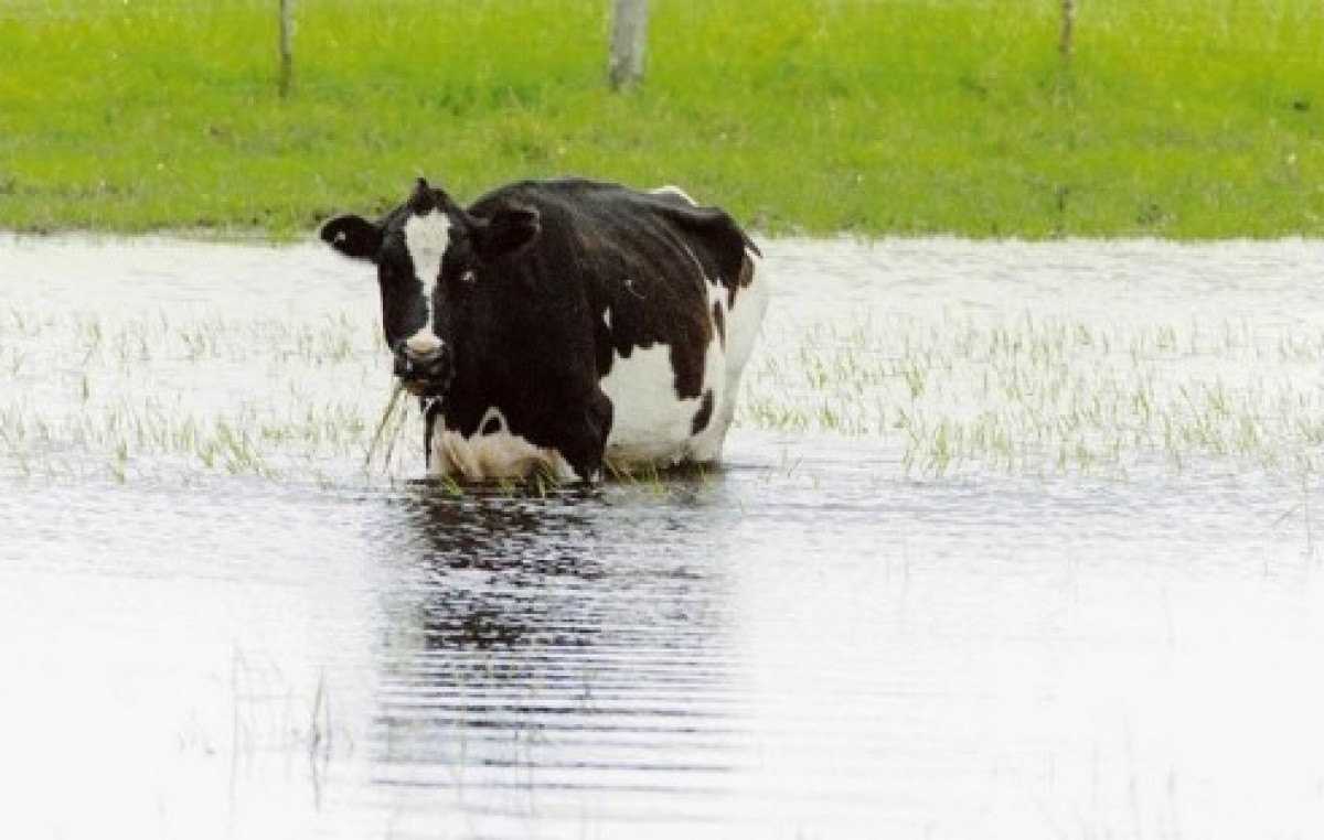 Córdoba: Por la inundación corren serio riesgo de cerrar 20 tambos