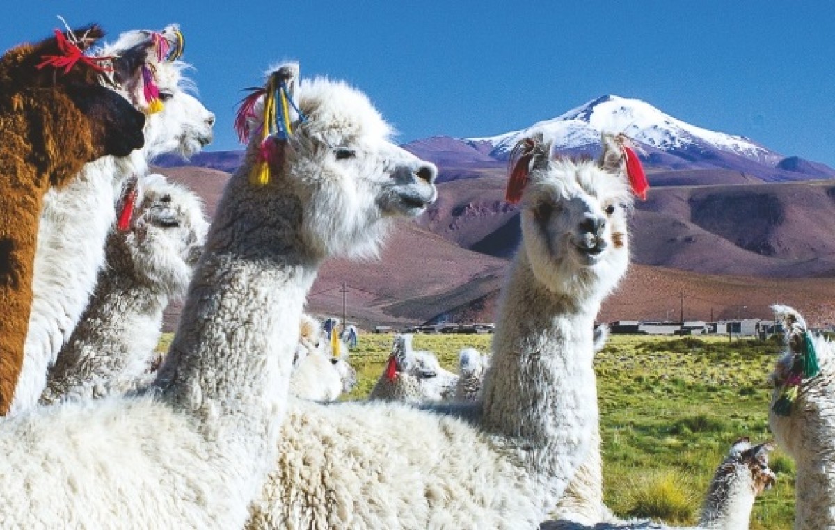 Segunda Feria de la Llama, sábado 21 en Santa Rosa de los Pastos Grandes