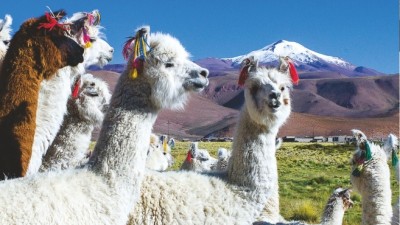 Segunda Feria de la Llama, sábado 21 en Santa Rosa de los Pastos Grandes