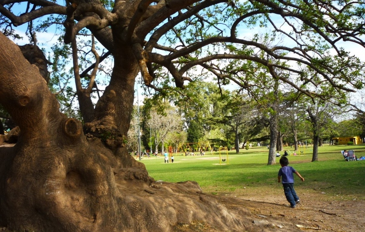 El municipio de Rosario destinará más de 28 millones de pesos al Plan Forestal 2015
