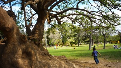 El municipio de Rosario destinará más de 28 millones de pesos al Plan Forestal 2015