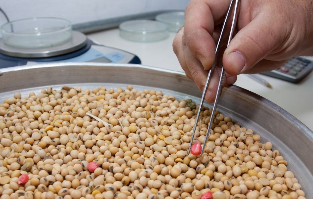 Argentina podrá comercializar cultivos biotecnológicos nacionales