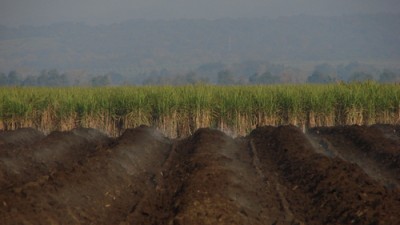 Un tornado arrasó 100.000 surcos de caña en Tucumán