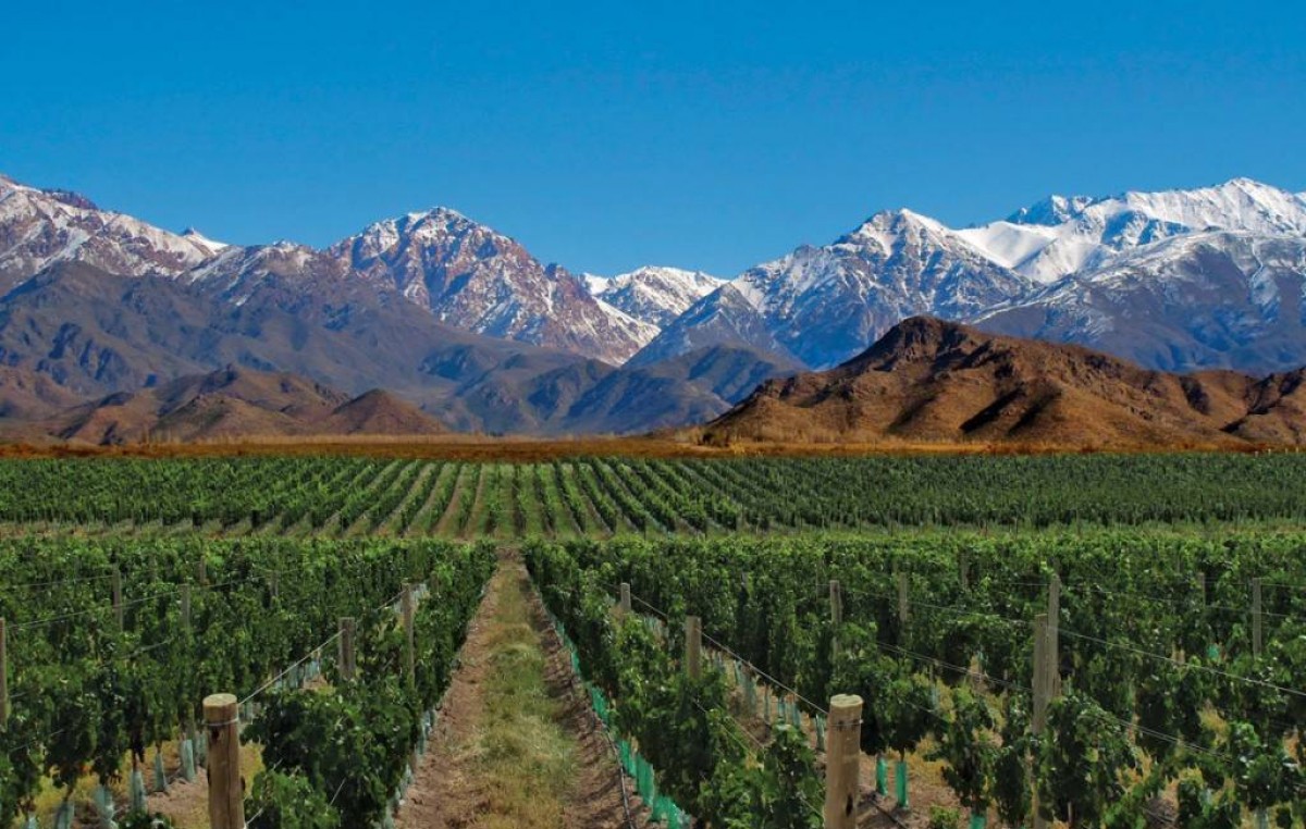 En la última década se duplicó en el país la superficie cultivada con malbec