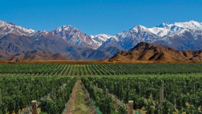 En la última década se duplicó en el país la superficie cultivada con malbec