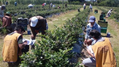 Renatea ubica a Concordia a la cabeza de la explotación laboral rural
