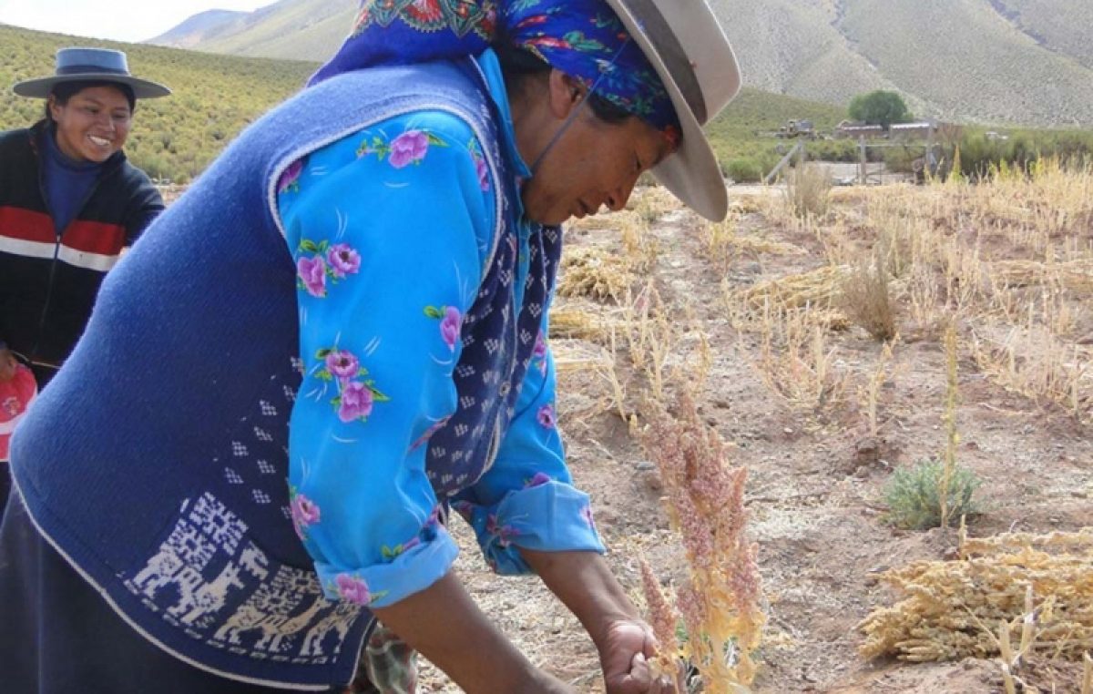 Comienza la “Semana de la Quinua en Jujuy”