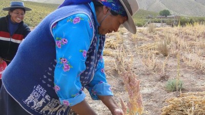 Comienza la “Semana de la Quinua en Jujuy”