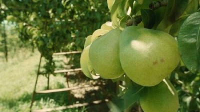 El Gobierno Nacional ofreció un nuevo fondo de 110 millones de pesos al sector frutícola del Alto Valle