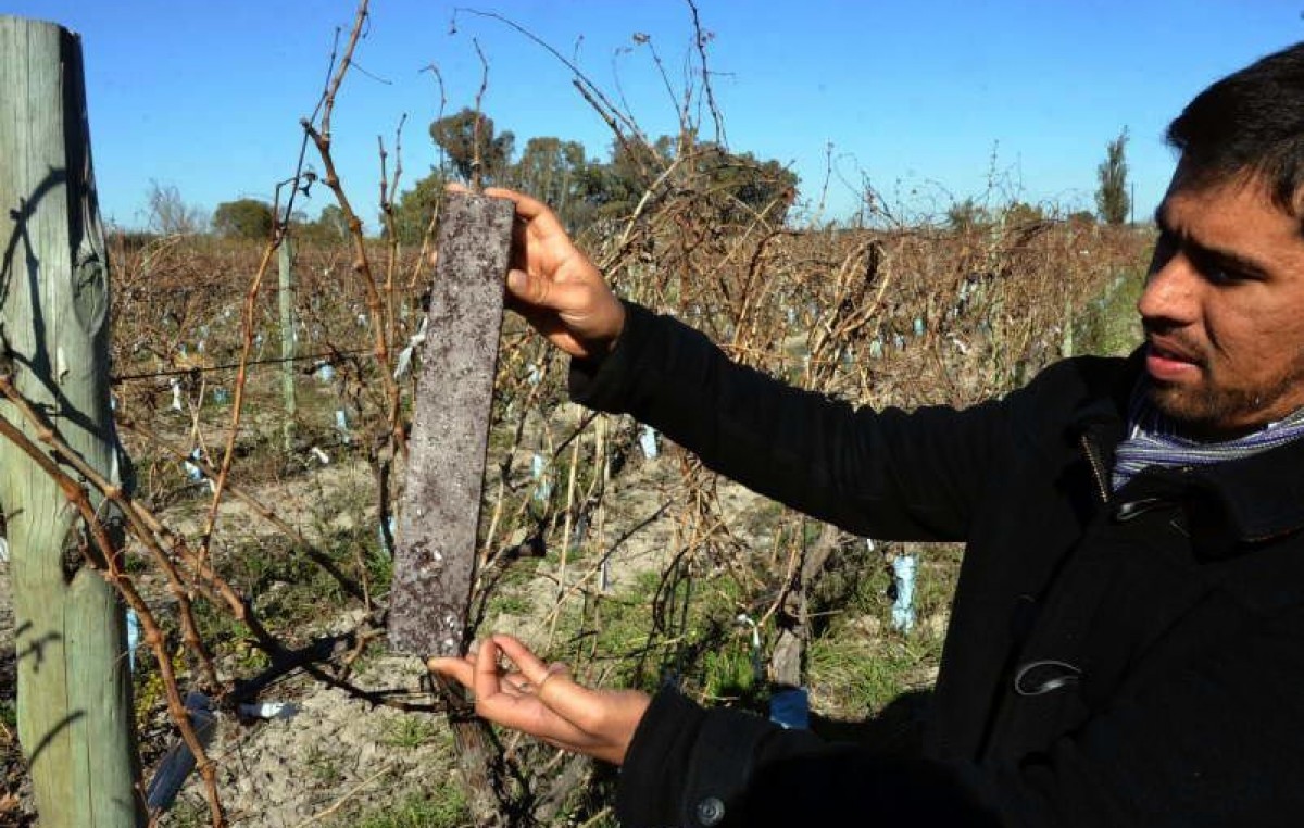 Junín recicla botellas plásticas como tutores para los parrales