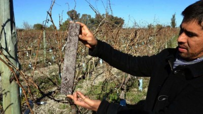 Junín recicla botellas plásticas como tutores para los parrales