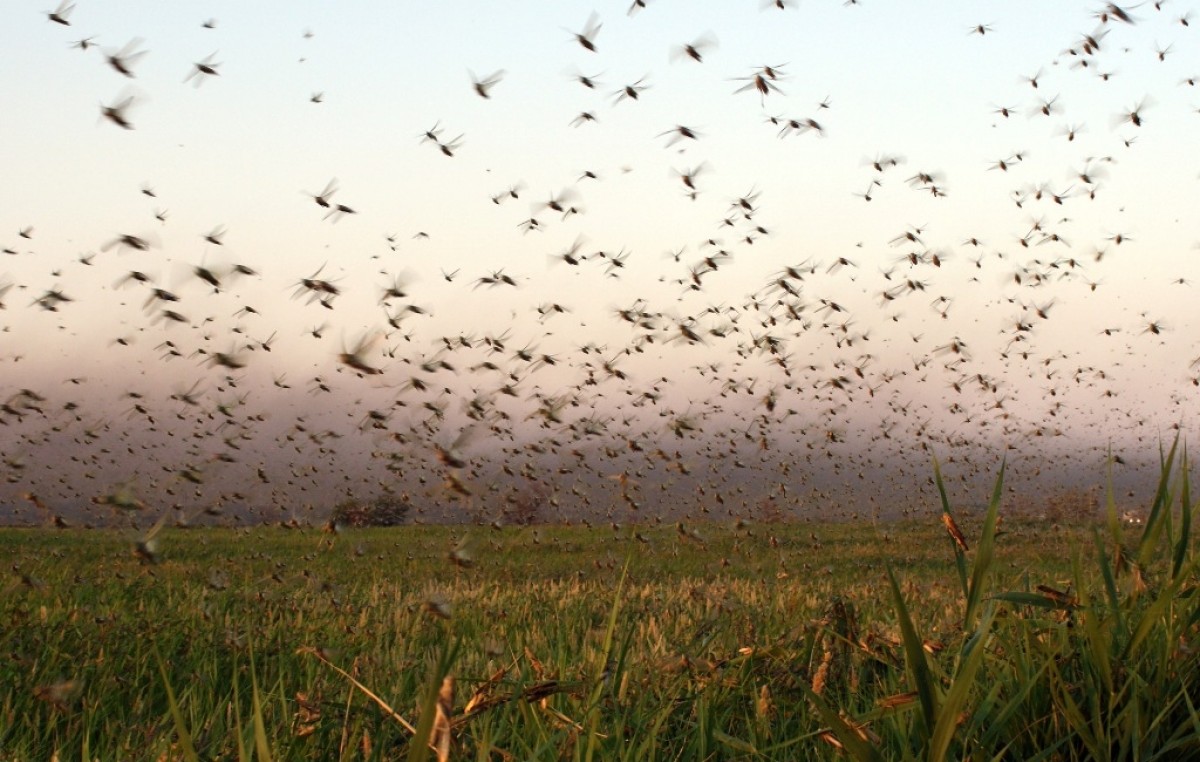 Invasión de langostas en Santiago: Arrasaron con 1.500 hectáreas de cultivos