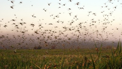 Invasión de langostas en Santiago: Arrasaron con 1.500 hectáreas de cultivos
