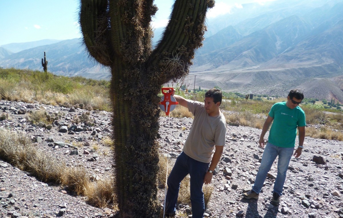 Jujuy: Provincia, municipios y estudiantes quieren salvar el cardonal de Hornillos
