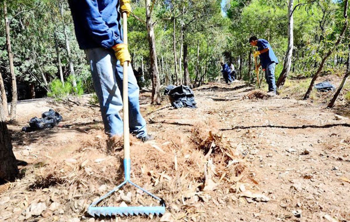 Neuquén: Con 6500 árboles, apuestan a una ciudad más verde