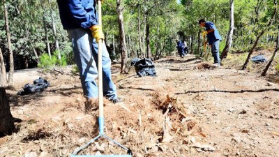 Neuquén: Con 6500 árboles, apuestan a una ciudad más verde