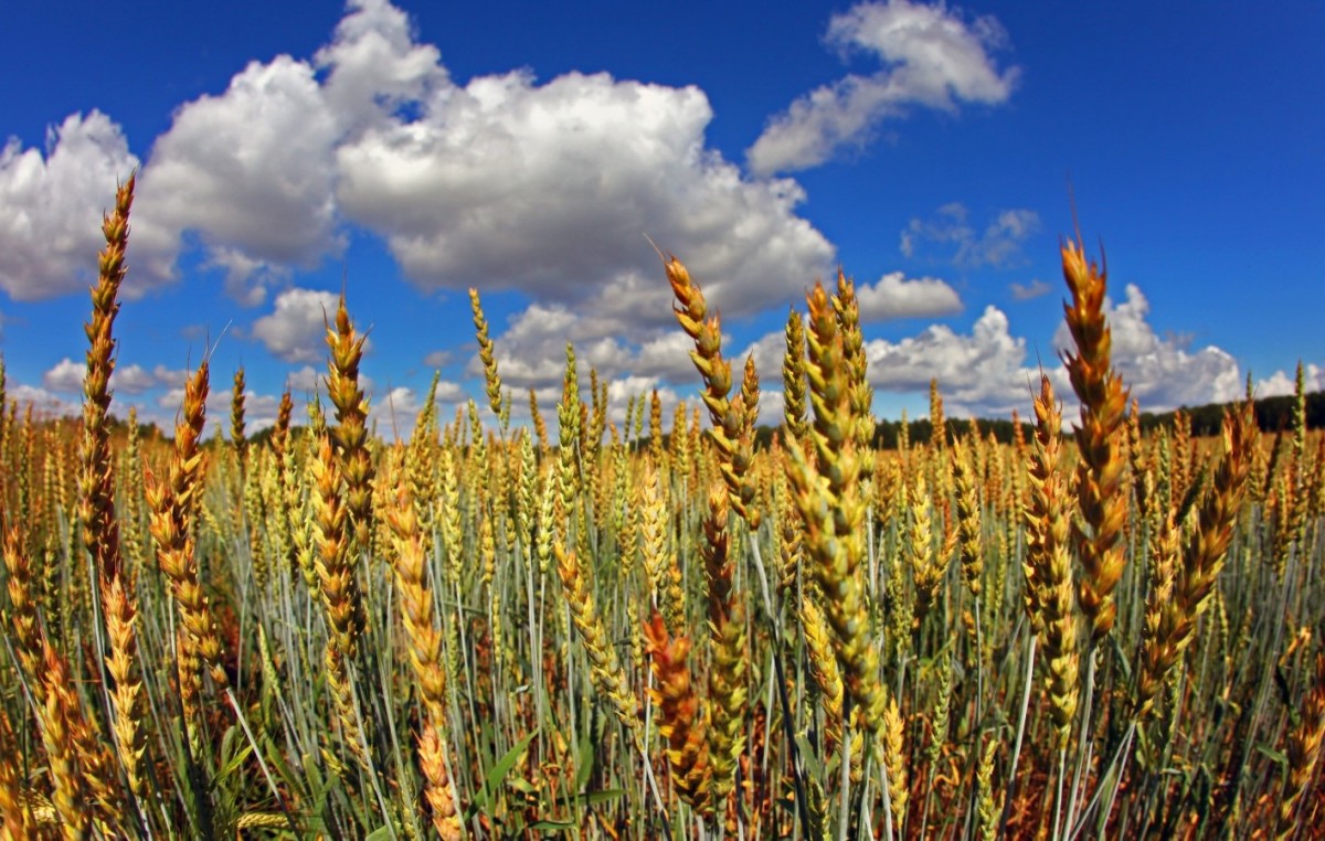 La Argentina produce alimentos para sostener diez veces su población
