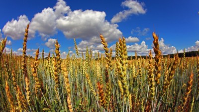 La Argentina produce alimentos para sostener diez veces su población