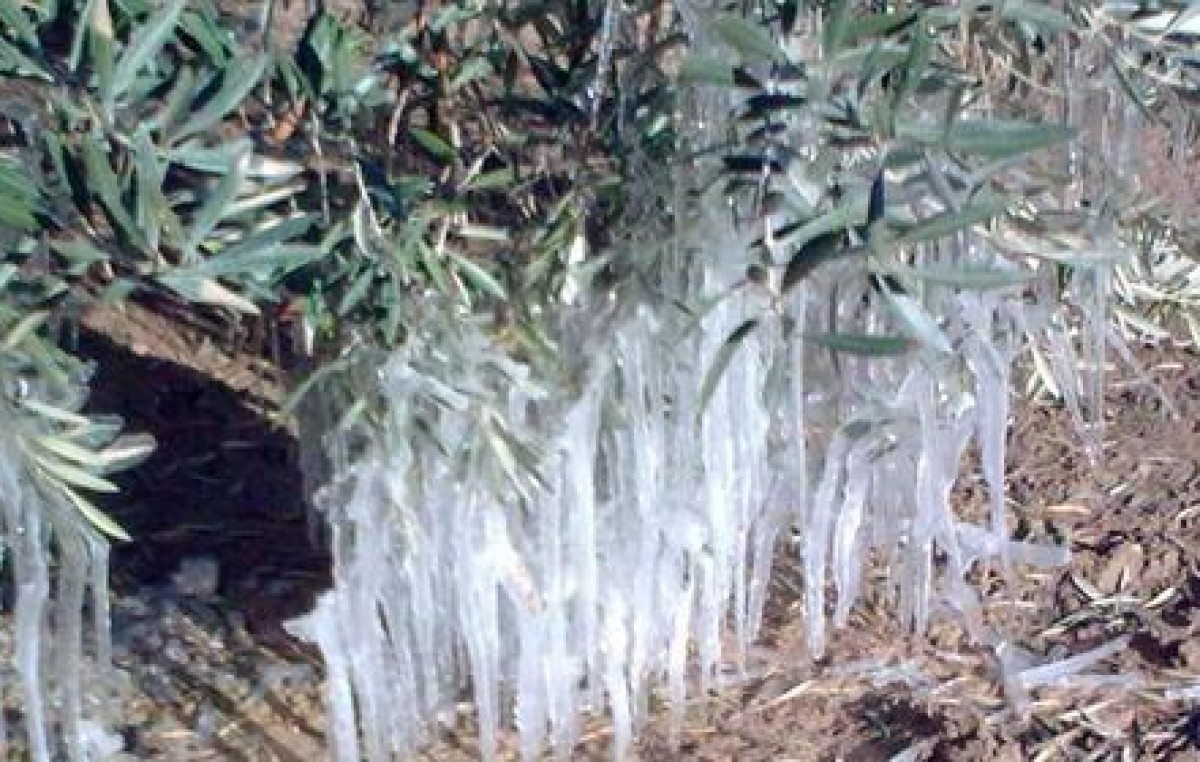 La Nación declaró la Emergencia Agropecuaria por granizo y heladas en Mendoza