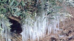 La Nación declaró la Emergencia Agropecuaria por granizo y heladas en Mendoza