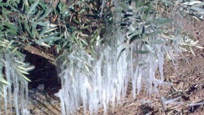 La Nación declaró la Emergencia Agropecuaria por granizo y heladas en Mendoza