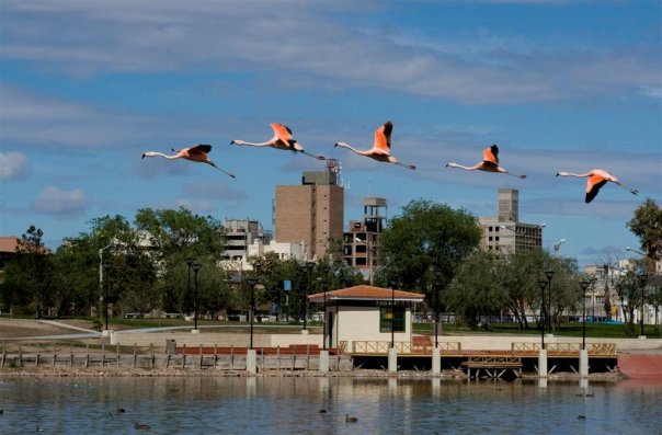 trelew1