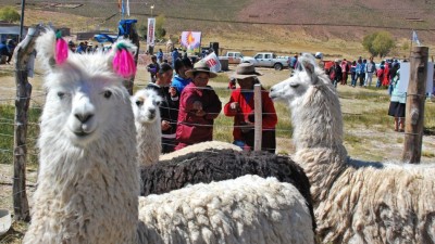 Fortalecen acciones para dar valor agregado a la ganadería puneña