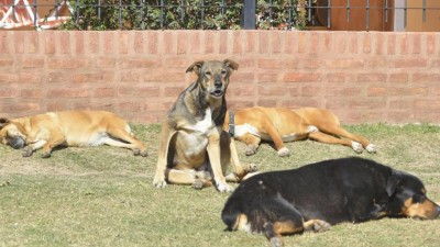 Estación General Paz: el pueblo con más perros que habitantes
