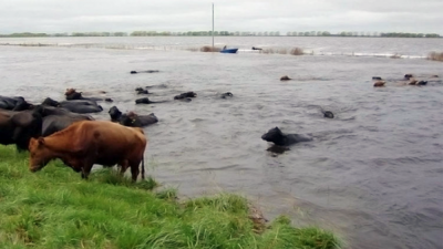 Los diez municipios bonaerenses agropecuarios más golpeados por la inundación