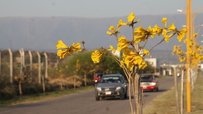 En Catamarca plantaron más de 10.000 árboles para mitigar el viento y el calor
