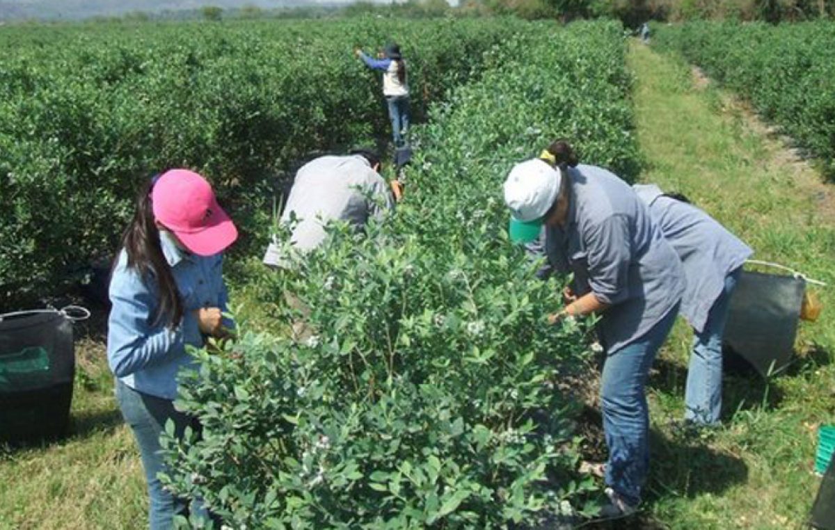Concordia será sede de la Convención Mundial de Arándanos