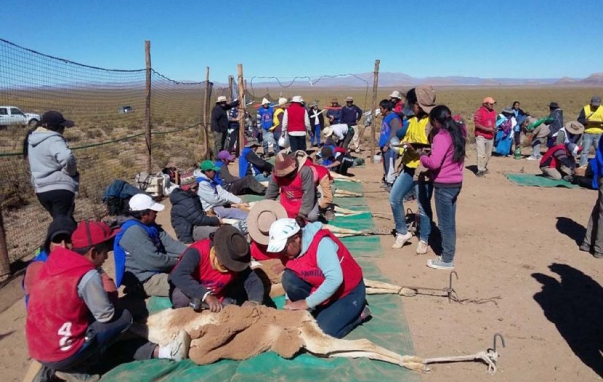 Primeras capturas y esquila de este año en Jujuy
