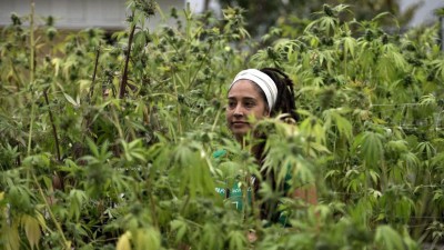 Uruguay producirá seis toneladas de marihuana legal por mes a 1,40 dólares el gramo