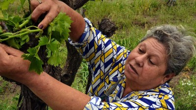 En Santa Rosa, el granizo dañó buena parte de los viñedos