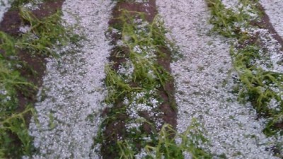 La piedra causó daños totales en el 90% del cinturón verde sur de Córdoba