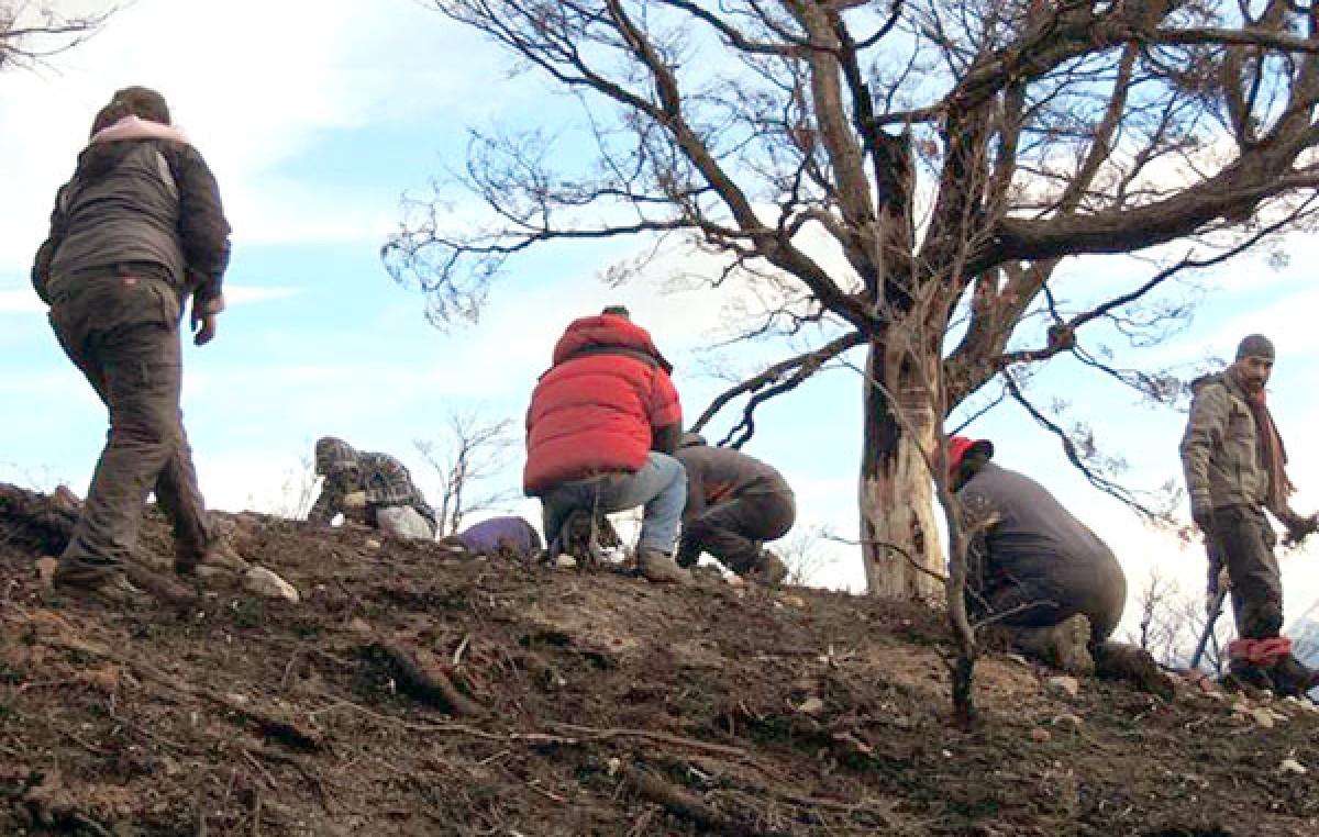 Concluyó la cuarta campaña de reforestación “Soy Parte del Bosque Fueguino”