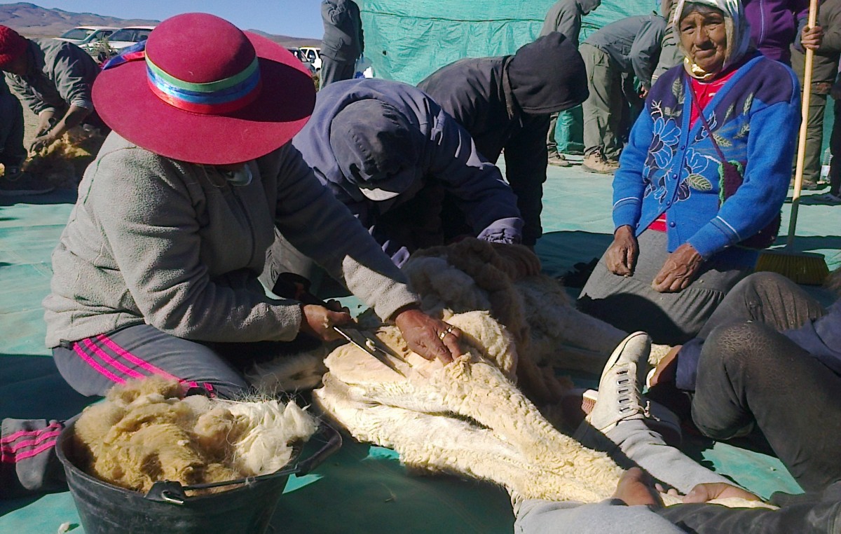 Realizaron la tercera esquila de vicuñas en Laguna Blanca