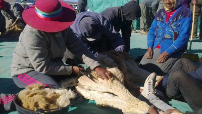 Realizaron la tercera esquila de vicuñas en Laguna Blanca