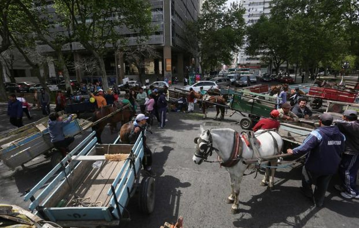 La Plata: Evalúan canjear motos por caballos para erradicar la tracción a sangre