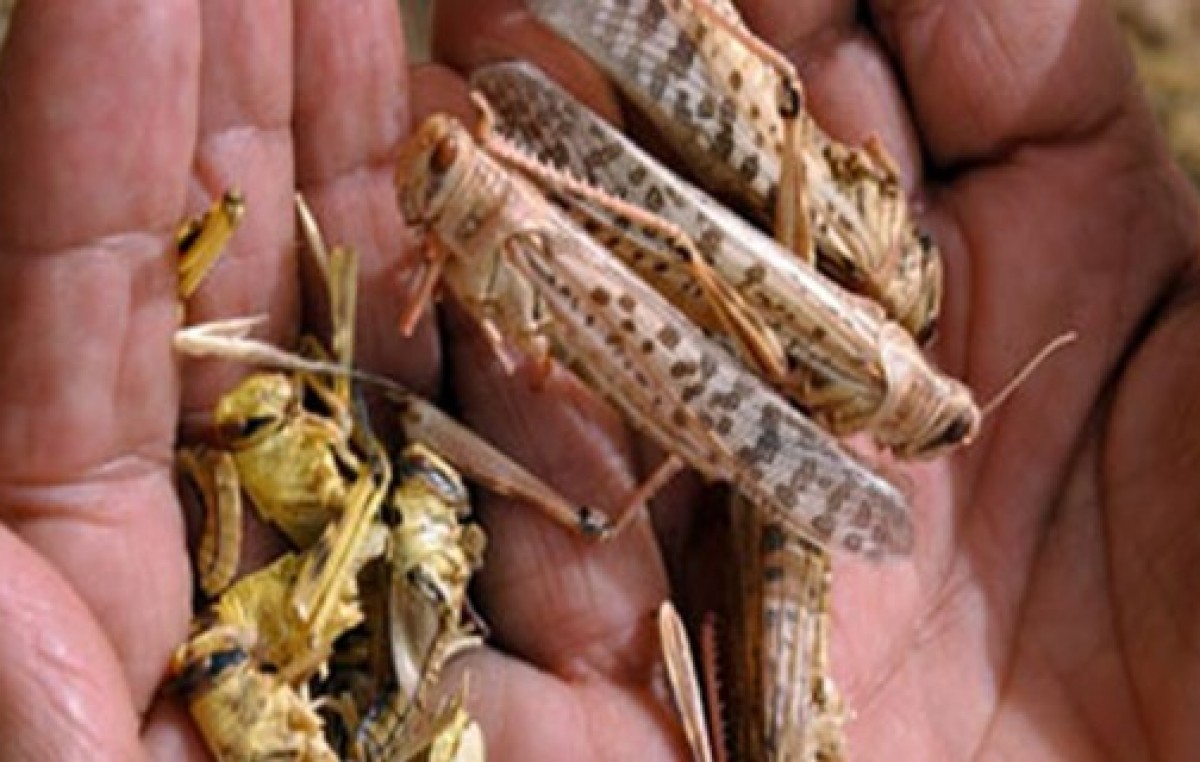 Productores enfrentan «la peor plaga de langostas de los últimos 50 años»