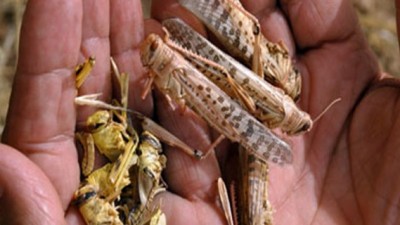 Productores enfrentan «la peor plaga de langostas de los últimos 50 años»