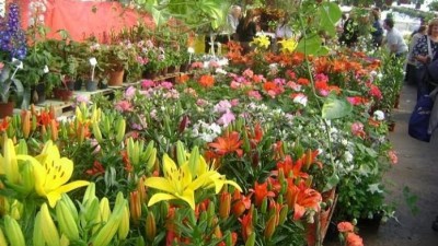 Crearán en Salta un vivero de especies exóticas y nativas