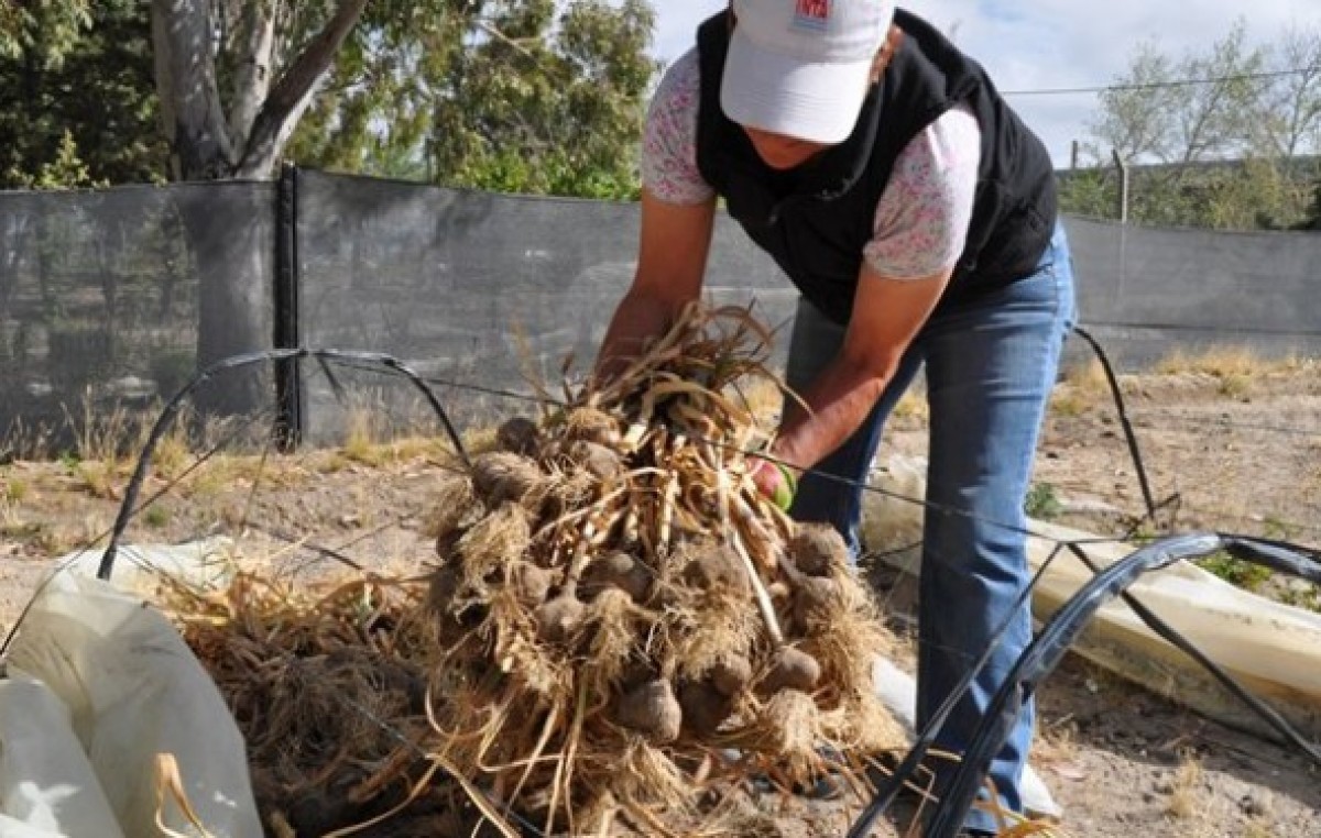 La innovadora producción de ajo en el Vivero Municipal de Rawson obtuvo calidad Premium